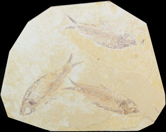 Multiple Knightia Fossil Fish - Green River Formation #48120
